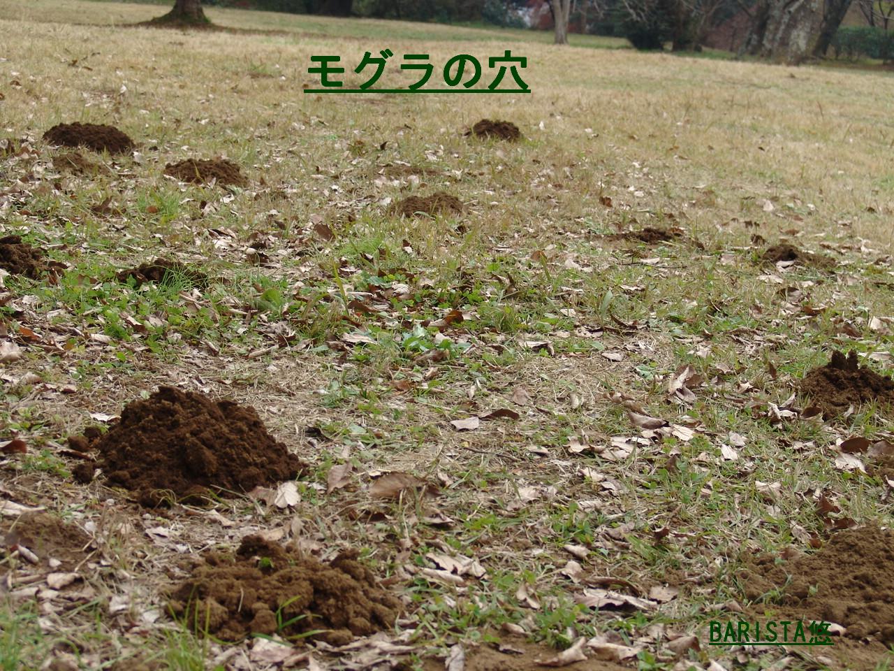 モグラの穴 彡 のほほん悠麻写真館 彡